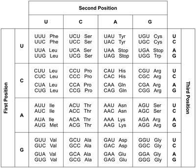 Rules governing the genetic code degeneracy/redundancy and spatial organization of the codon informative properties